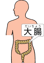 大腸