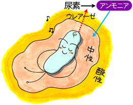 ピロリ菌の環境